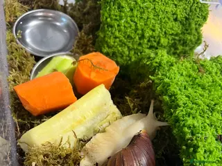 Snails invertebrates 2 Albino white African land snails in Southampton - Advert 4