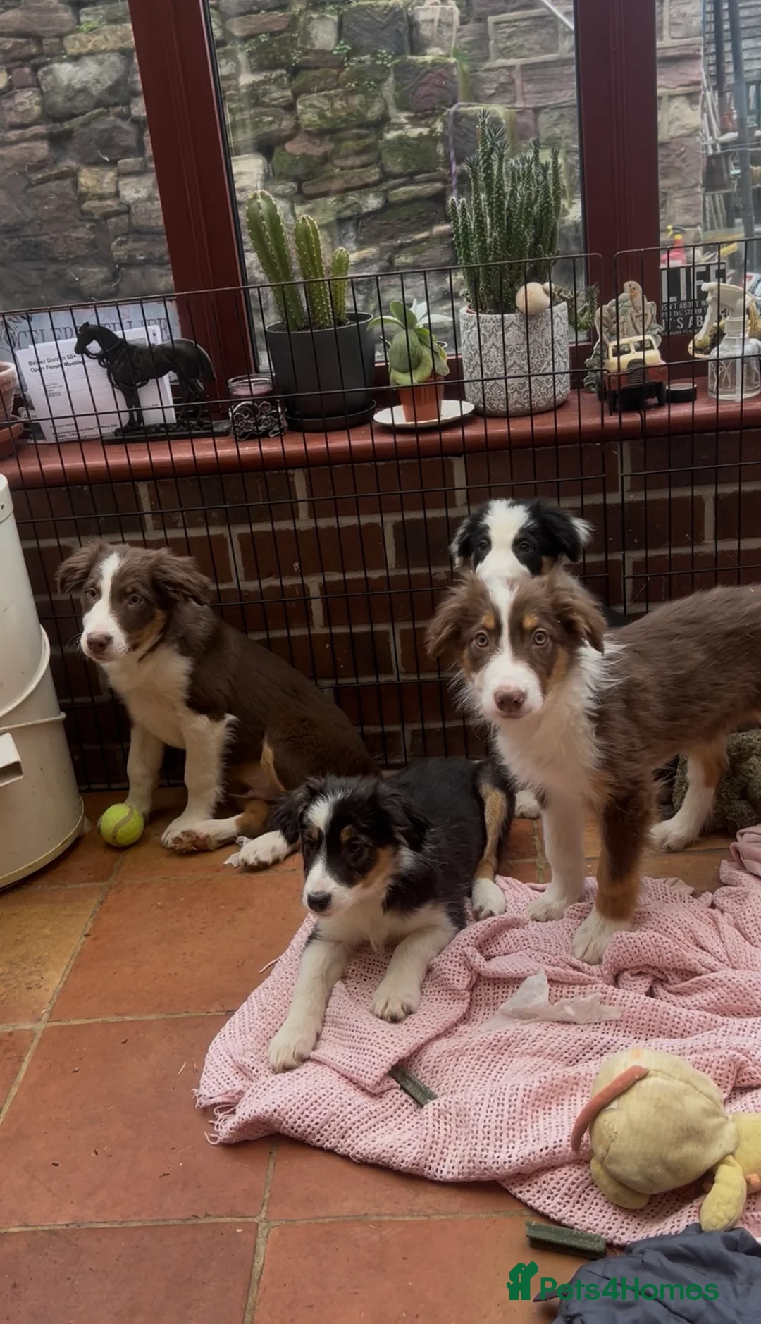 Border Collie dogs for sale: Border collie  in Belper - Advert 17