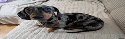Dachshund dogs for stud: Looking for a stud dog - Advert 2