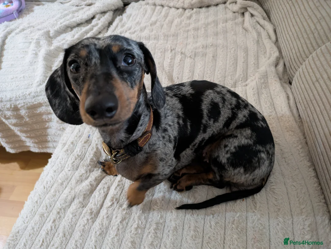 Dachshund dogs for stud: Looking for a stud dog - Advert 2