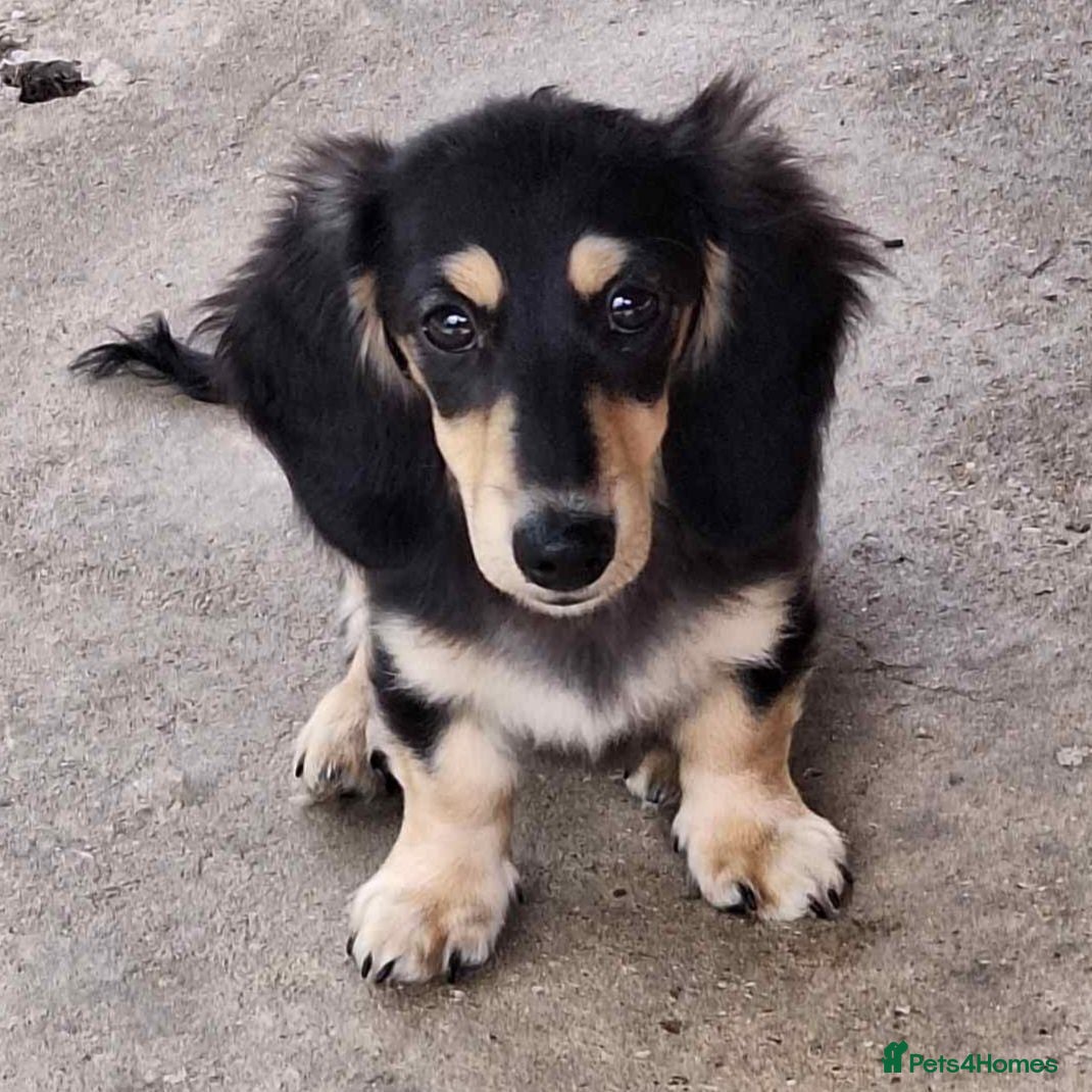 Miniature Dachshund dogs for sale: Last Beautiful KC Reg.MiniatureLH Dachshund Puppy  - Advert 2