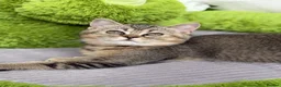 British Shorthair cats for sale: Adorable British Shorthair golden kittens   - Advert 5