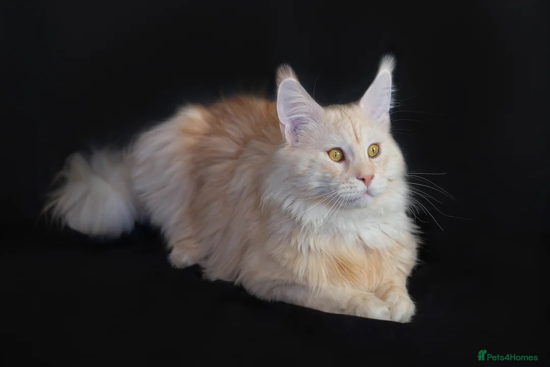 Maine Coon cats for stud: Maine Coon stud - Advert 2