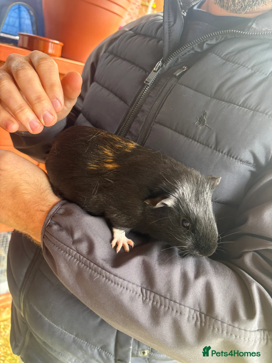 Guinea Pig rodents for sale: Male guinea pigs  - Advert 5