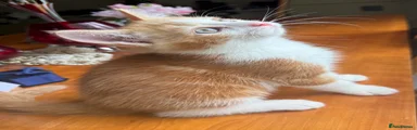 Ginger Boy 2