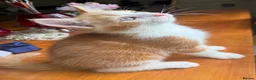 Mixed Breed cats for sale: Ginger Calico Tuxedo Kittens London-Richmond Sale - Advert 6