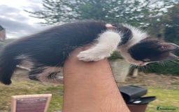 Mixed Breed cats for sale: KITTENS 🌈🐱 - Image 4
