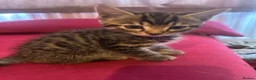Mixed Breed cats for sale: kittens available immediately  in Cannock - Advert 5