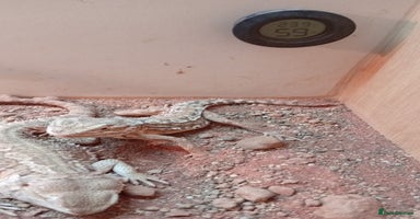 Bearded Dragon reptiles - Advert 8