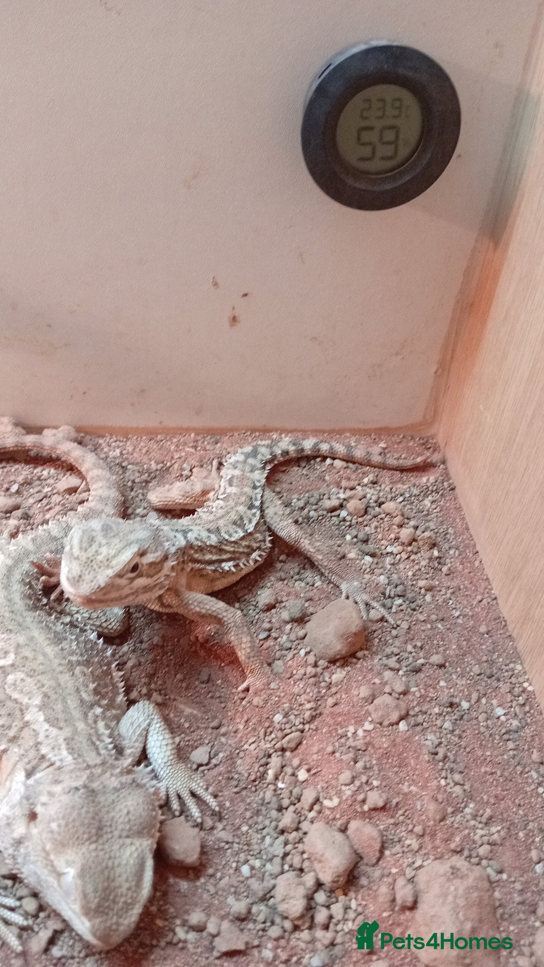 Bearded Dragon reptiles for sale: Stunning young dragons.  - Image 3