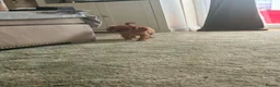 Cavalier King Charles Spaniel dogs for sale: Ruby Cavalier King Charles Spaniel Puppy’s  - Advert 13