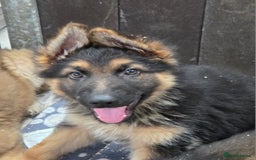 German Shepherd dogs for sale: ⭐️Quality KC Reg Long Coat German Shepherd Pups⭐️  - Image 22