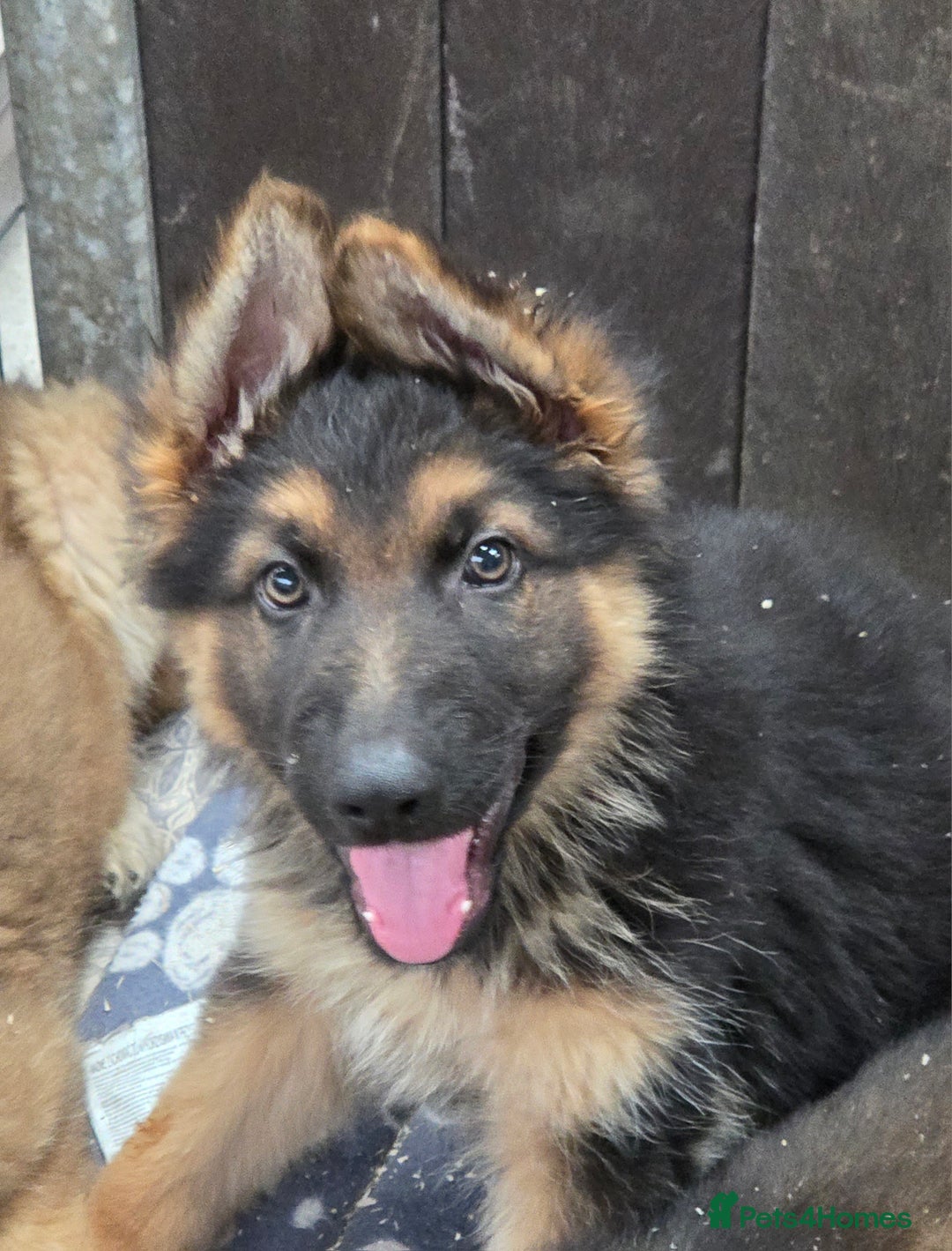 German Shepherd dogs for sale: ⭐️Quality KC Reg Long Coat German Shepherd Pups⭐️  - Image 22