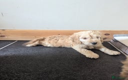 Cockapoo dogs for sale: Cockapoo Girl - Image 7