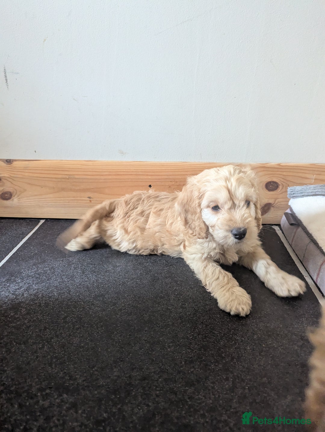 Cockapoo dogs for sale: Cockapoo Girl - Image 7