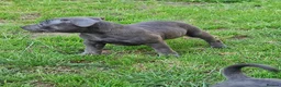 Staffordshire Bull Terrier dogs for sale: Pure blue staffy puppies ready to leave  - Advert 4