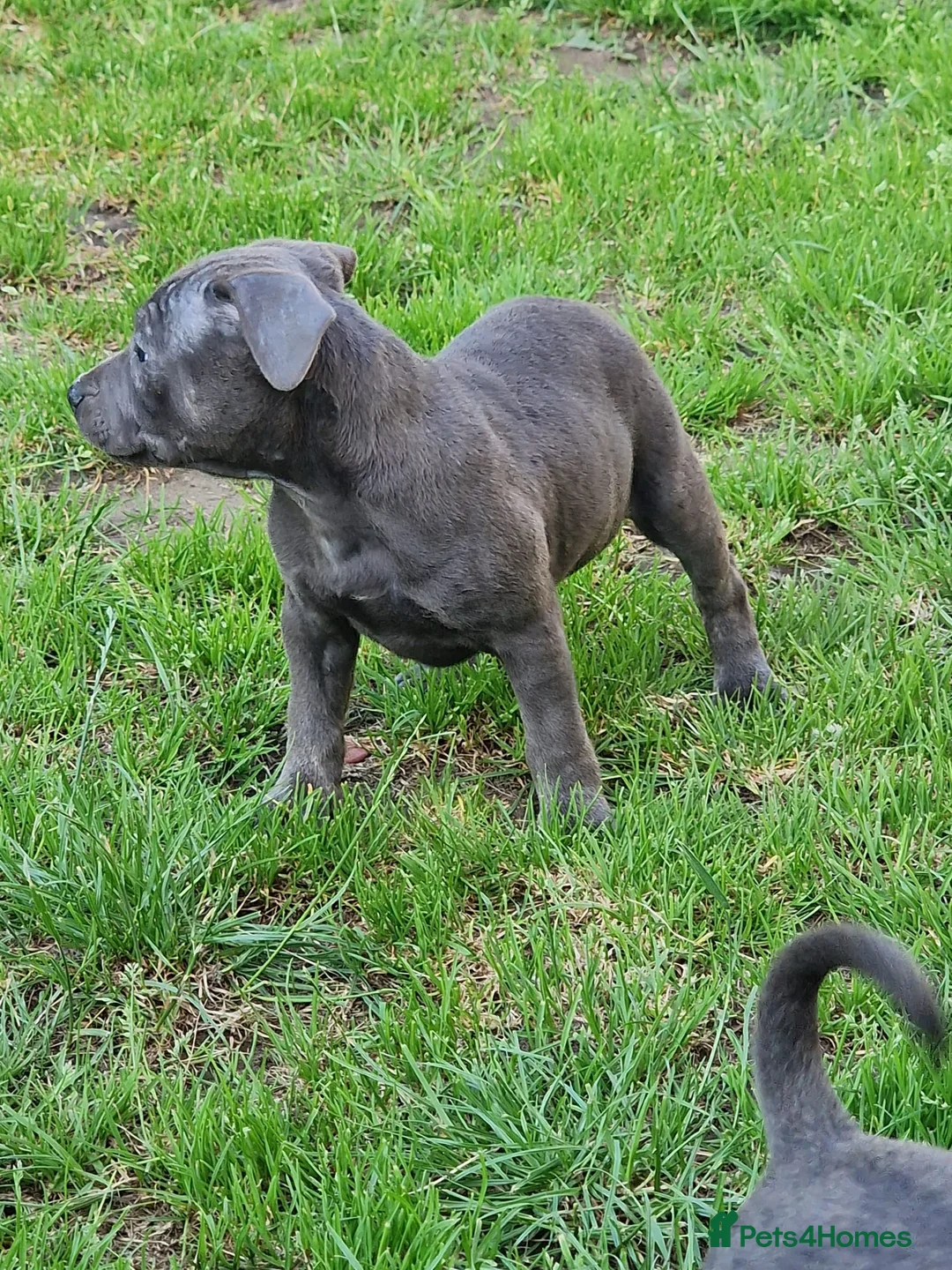 Staffordshire Bull Terrier dogs for sale: Pure staffy last boy left - Advert 2
