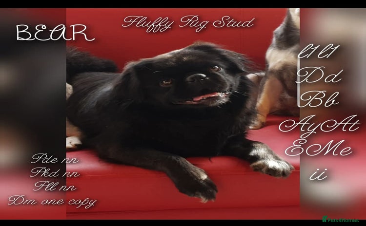 Pug dogs in Halstead - Advert 10
