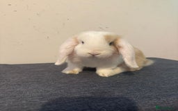 Mini Lop rabbits for sale: Pure mini lop Buck - Image 1