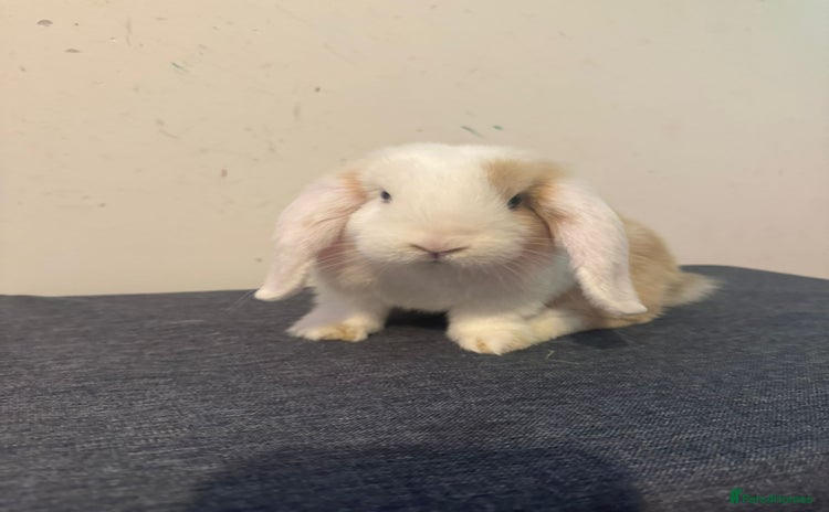 Mini Lop rabbits - Advert 1