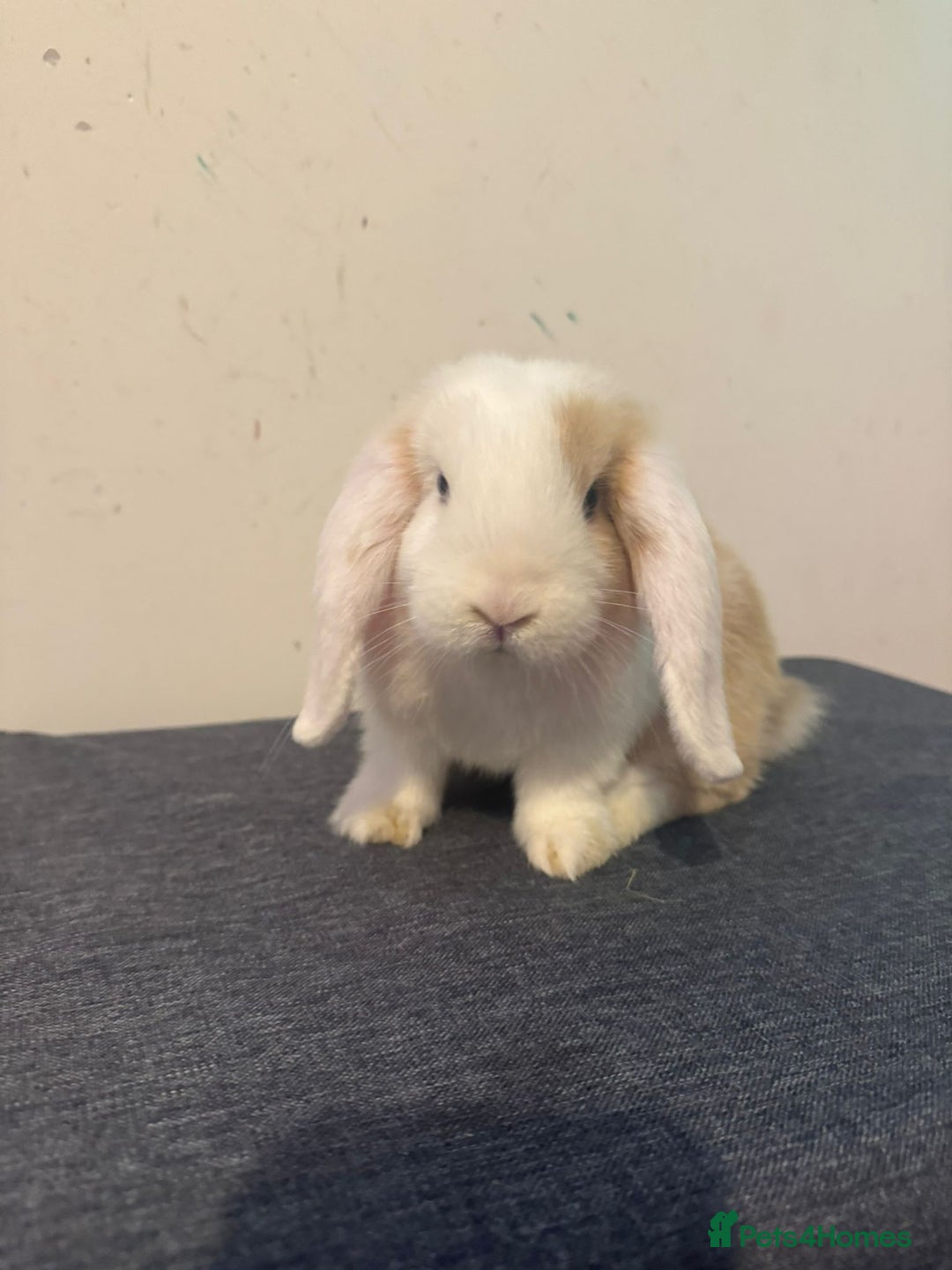 Mini Lop rabbits for sale: Pure mini lop Buck - Image 1