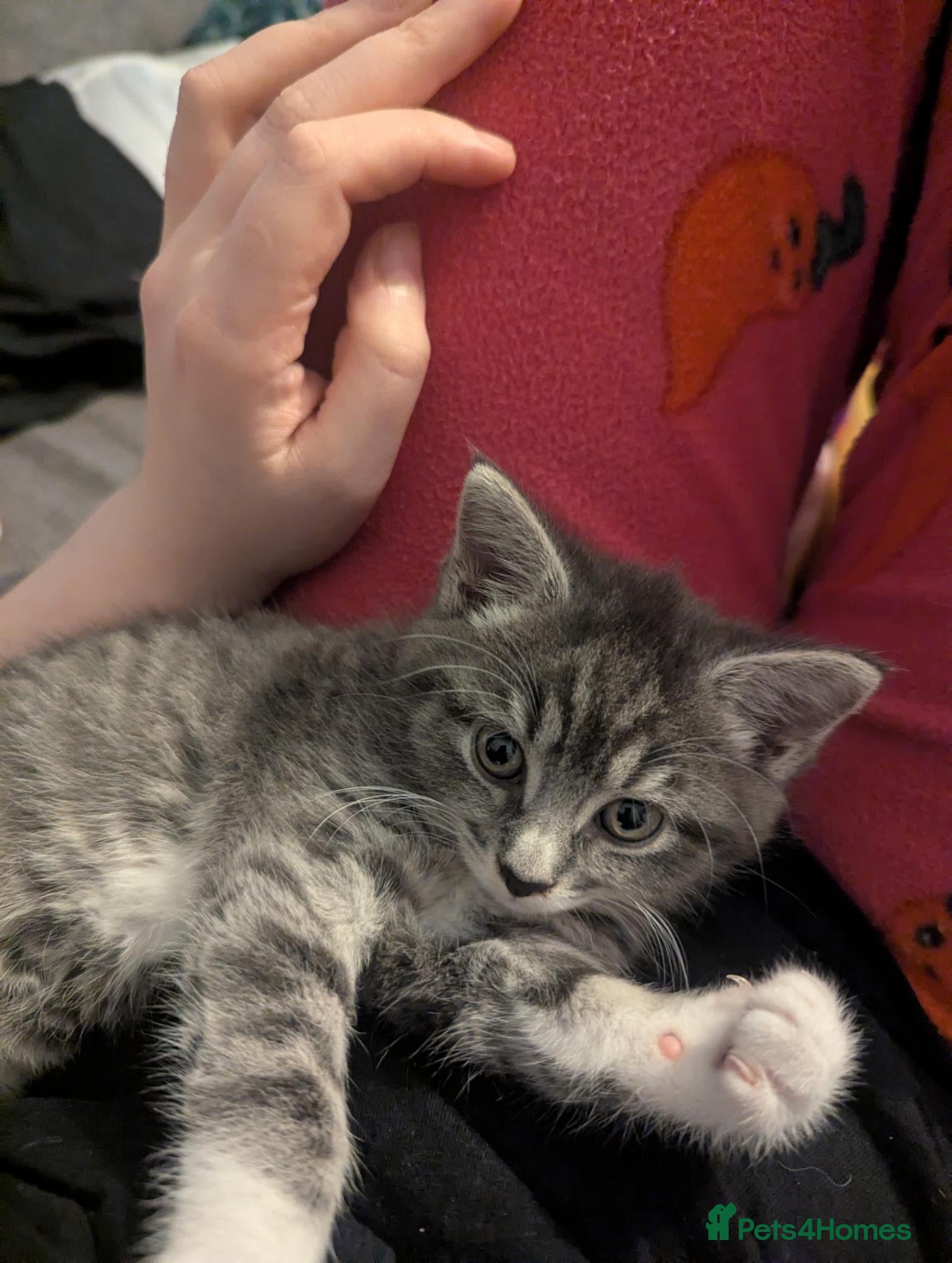 British Shorthair cats Gorgeous grey and white tabby kitten girl - Advert 11