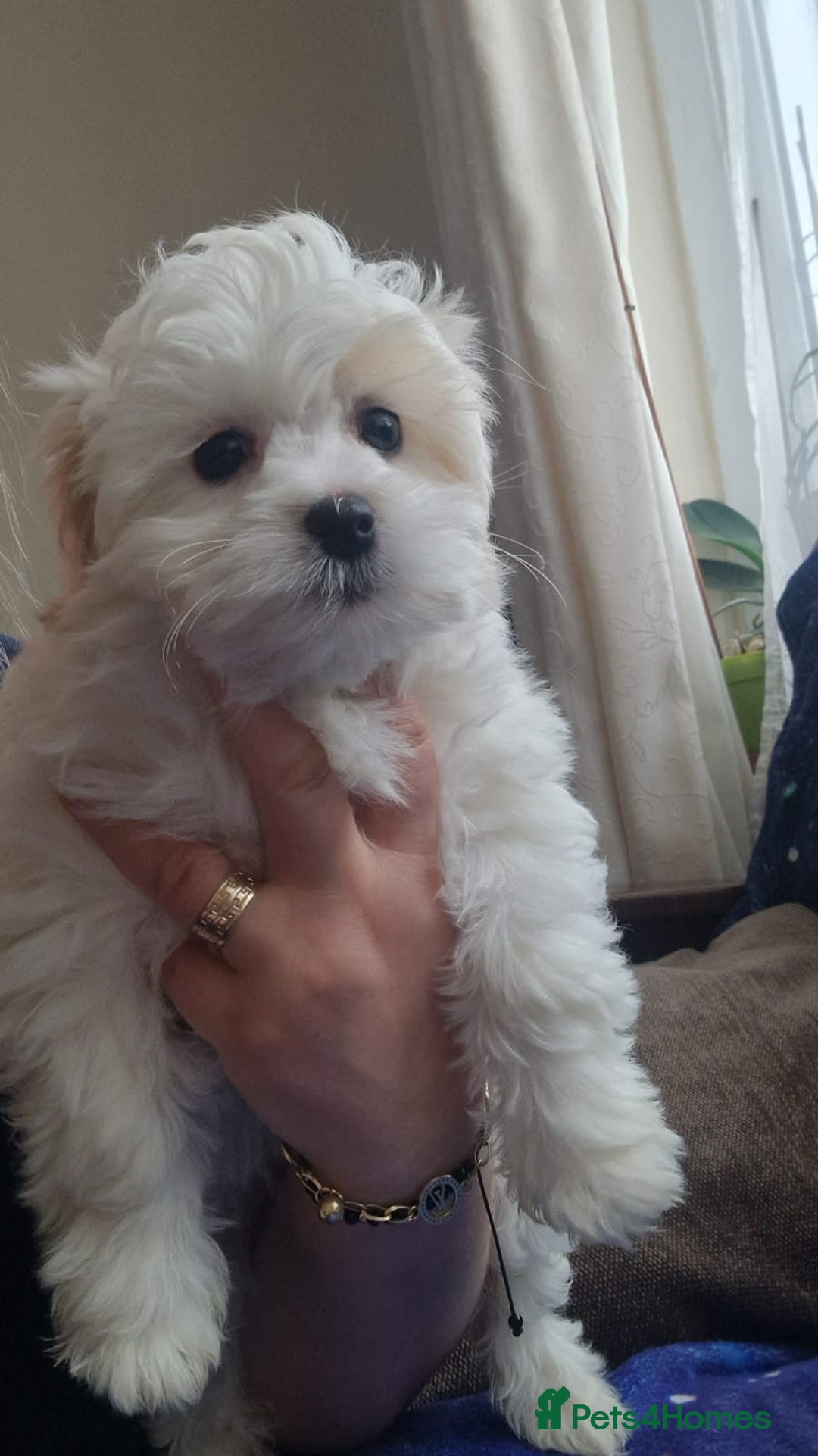 Havanese dogs for sale: Beautiful Bichon Puppies Available!  - Advert 9