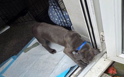 Staffordshire Bull Terrier dogs for sale: Shadow the staff for sale  - Image 3