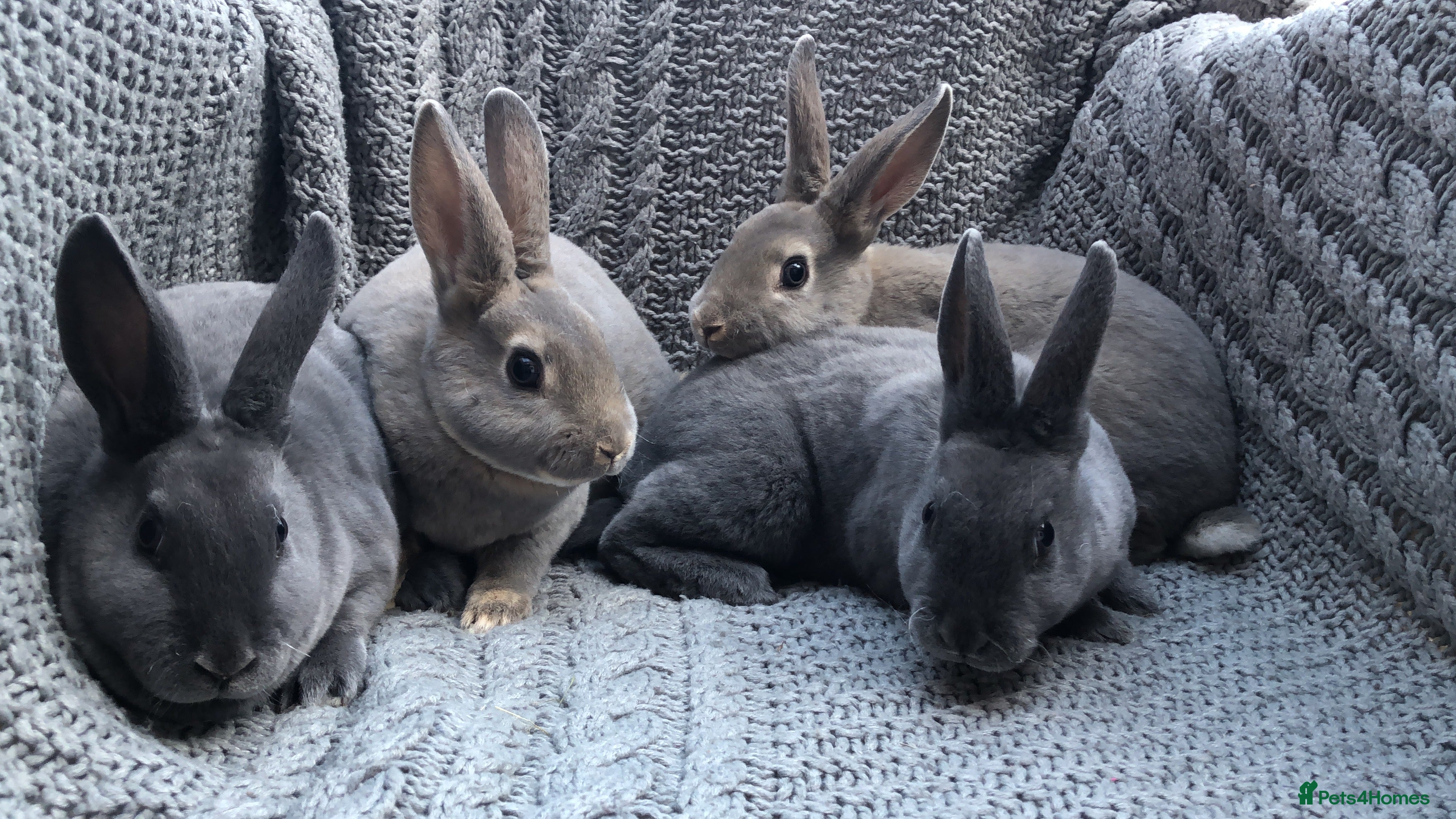 Rex rabbits Beautiful Purebreed Velvet Mini Rex rabbits - Advert 2