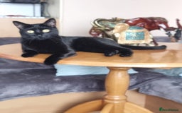 British Shorthair cats for sale: 5 year old cat - Image 1