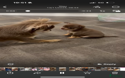 Chihuahua dogs for sale: Chocolate tan Chihuahua female  - Advert 6