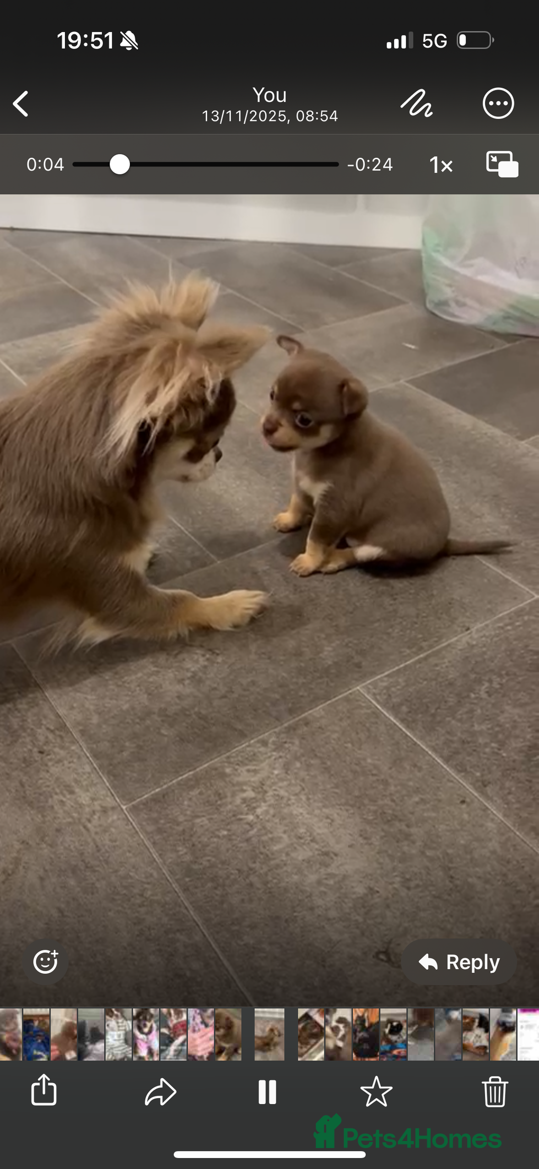 Chihuahua dogs for sale: Chocolate tan Chihuahua female  - Advert 6