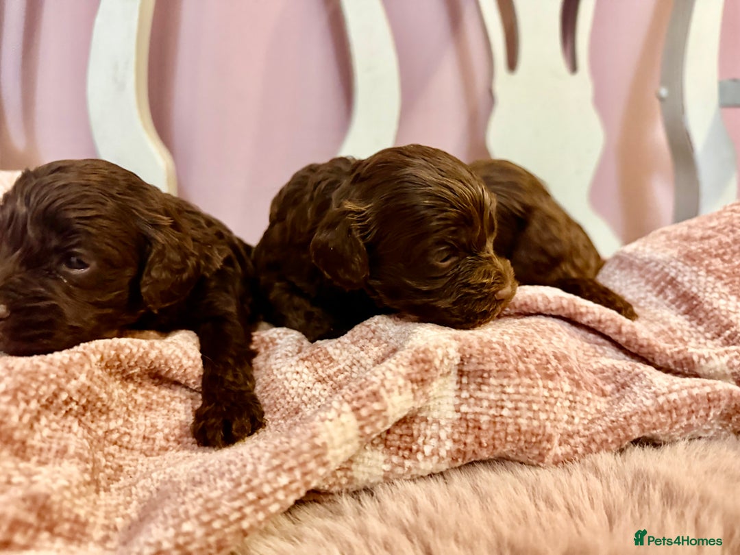 Cockapoo dogs for sale: Lovely American Cockapoo Pups Chocolates & Merles  - Advert 12