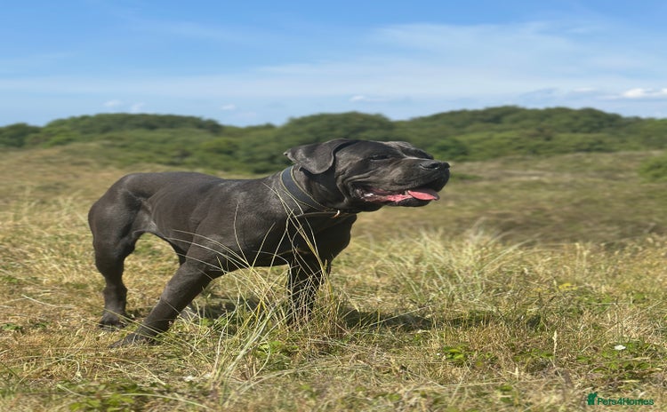 Cane Corso dogs - Advert 1