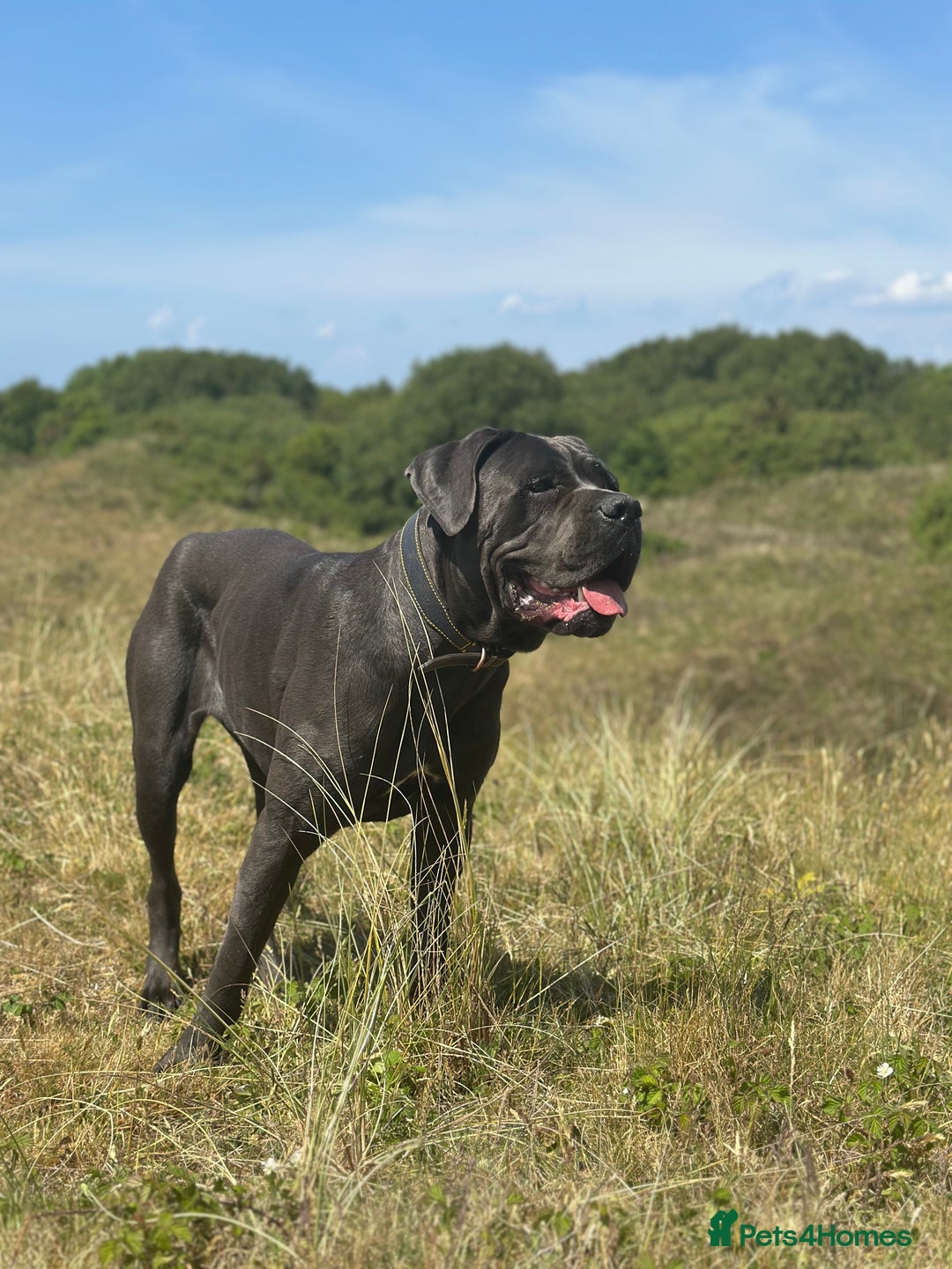 Cane Corso dogs for sale: Prada Female Cane Corso - Image 1