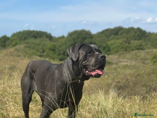 Cane Corso dogs - Advert 2