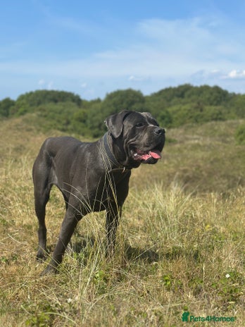 Cane Corso dogs - Advert 8