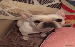 French Bulldog dogs for sale: Female Frenchie needing new home - Image 4
