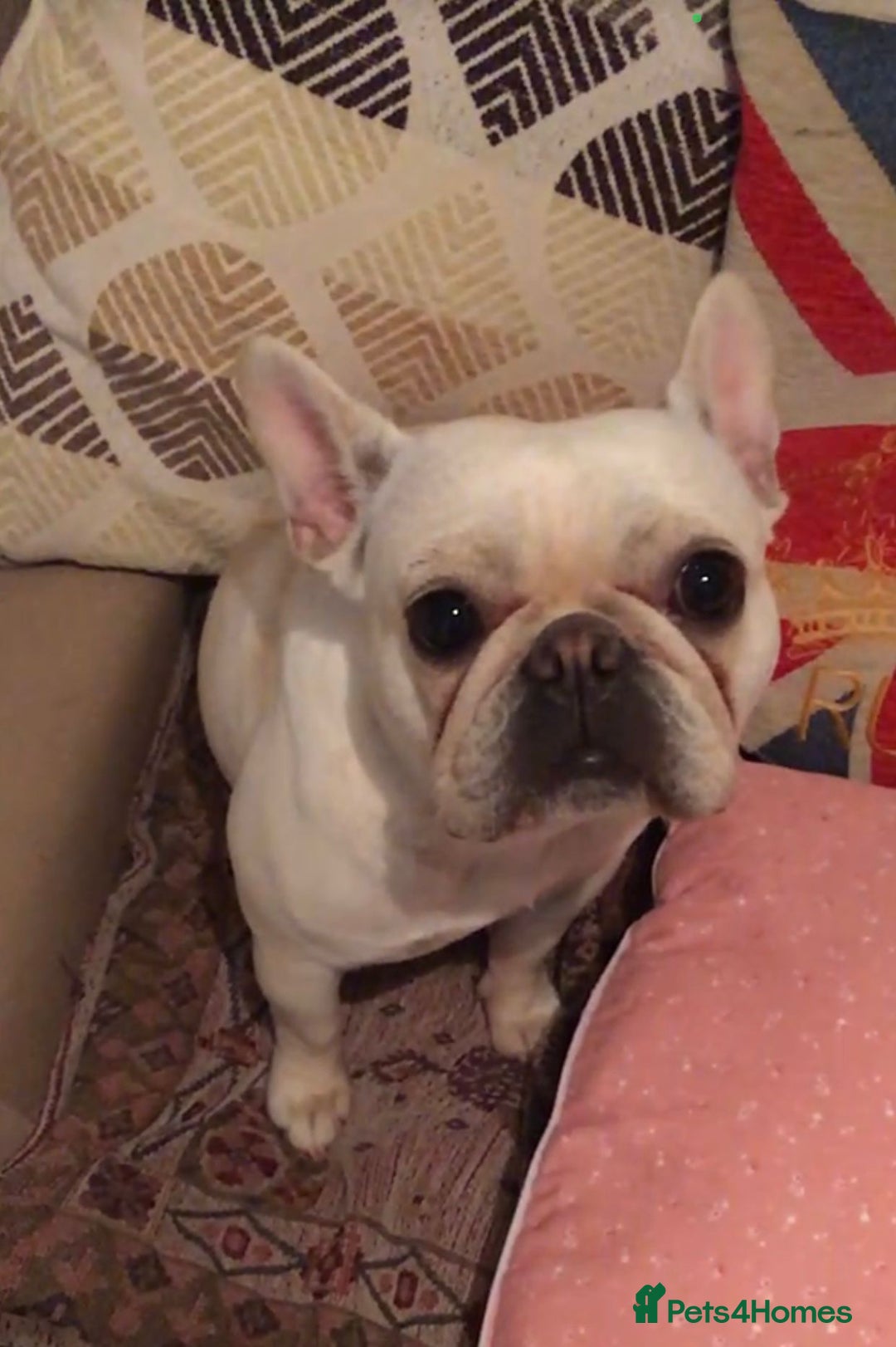 French Bulldog dogs for sale: Female Frenchie needing new home - Image 4