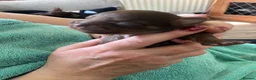 Chihuahua dogs for sale: Long hair chihuahuas  in Battle - Advert 11
