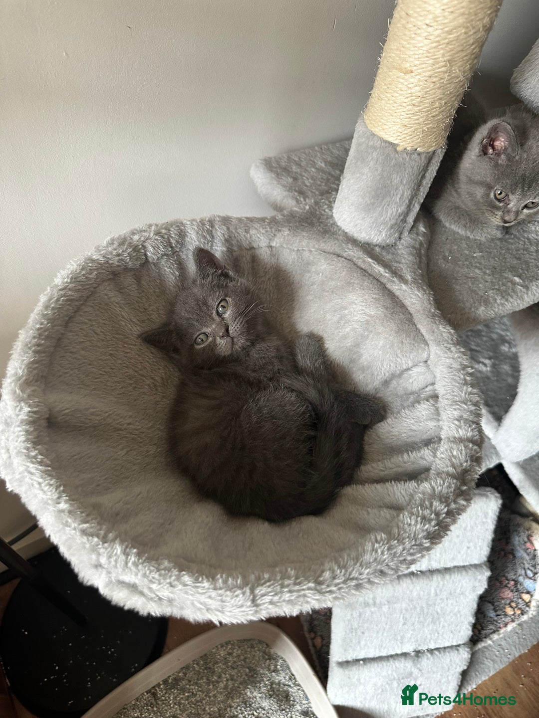 British Shorthair cats for sale: 🐾 Adorable British Shorthair Blue Kittens 🐾 - Image 8