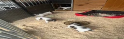 English Springer Spaniel dogs for sale: KC Springer Spaniel Pups - Advert 16