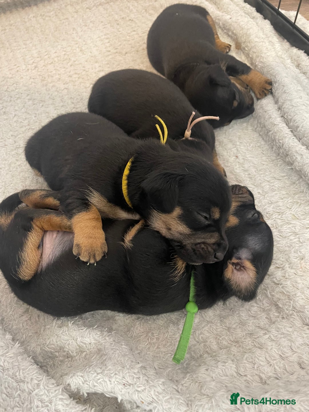 Jack Russell dogs for sale: Jack Russell Puppies - Advert 4