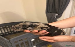 Labradoodle dogs for sale: 7 beautiful Labradoodle puppies available  - Image 22