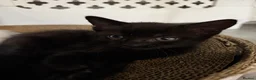 Mixed Breed cats for sale: Four lovely kittens looking for a home! 😺 - Advert 5