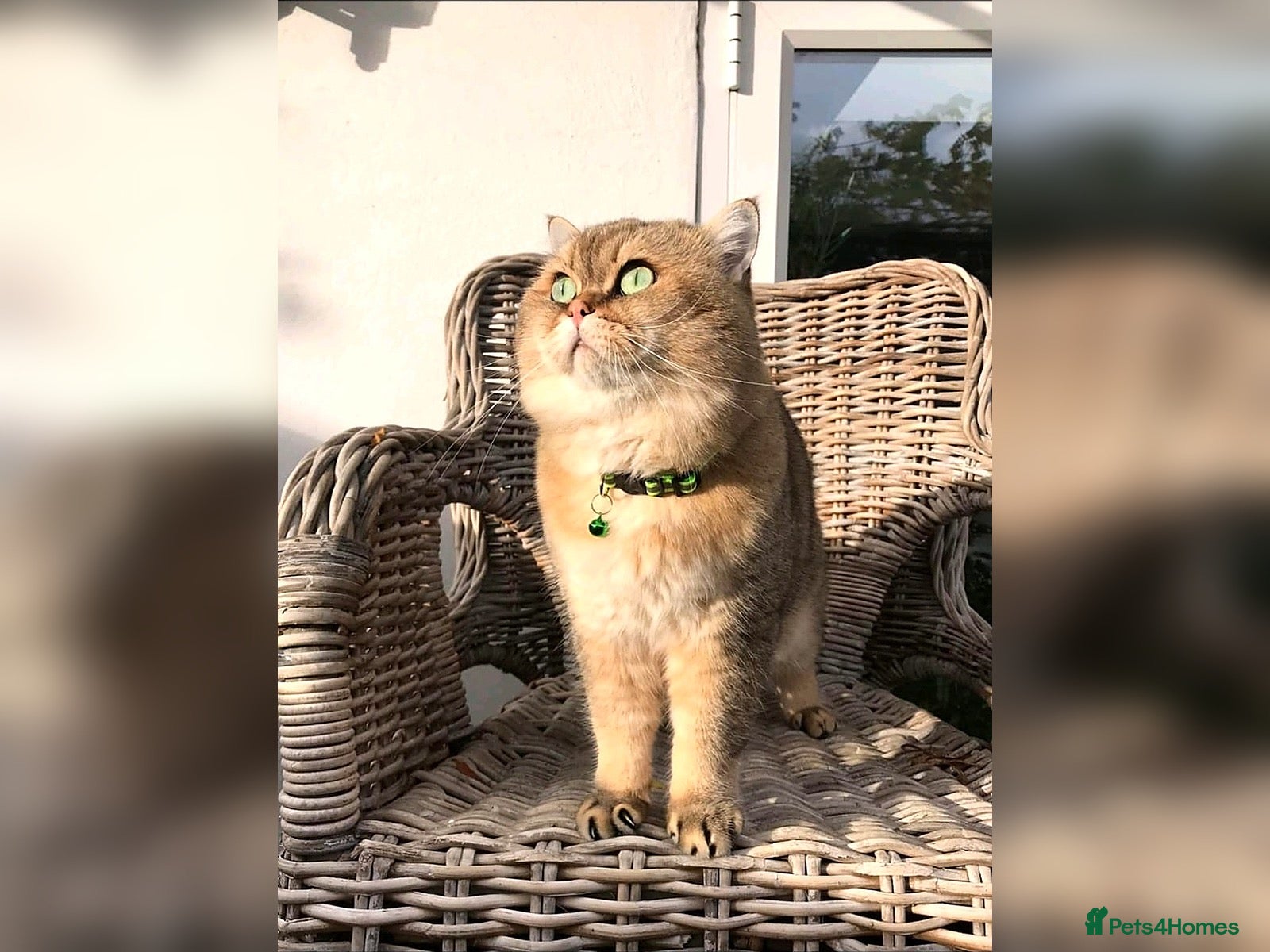 British Shorthair cats 👇£450* IN EXTRAS - TICA Golden Teddy BSH Male - Advert 2