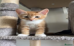 Mixed Breed cats for sale: Four beautiful playful kittens for sale  - Image 6