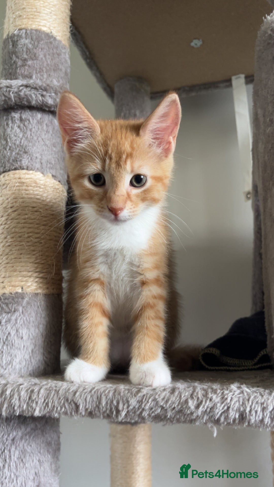 Mixed Breed cats for sale: Four beautiful playful kittens for sale  - Image 6