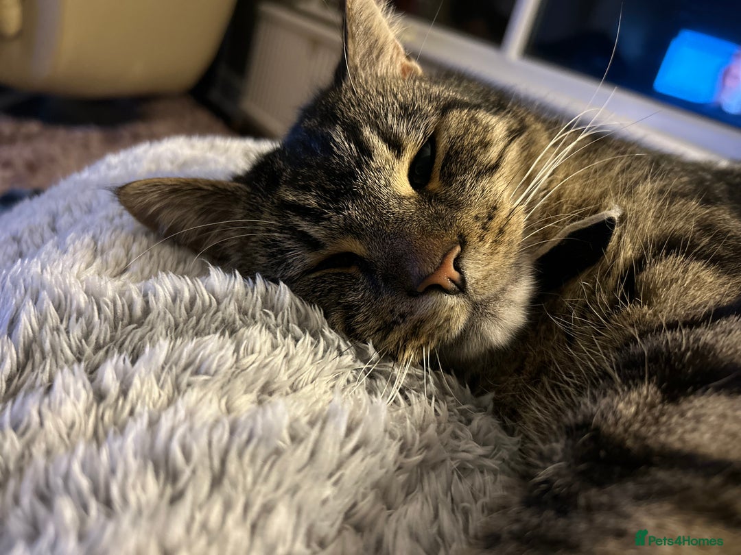 British Shorthair cats for sale: Super friendly cat - Advert 1