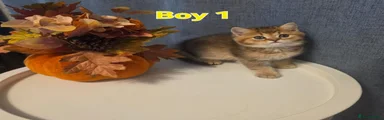 JAGUAR BOY 1